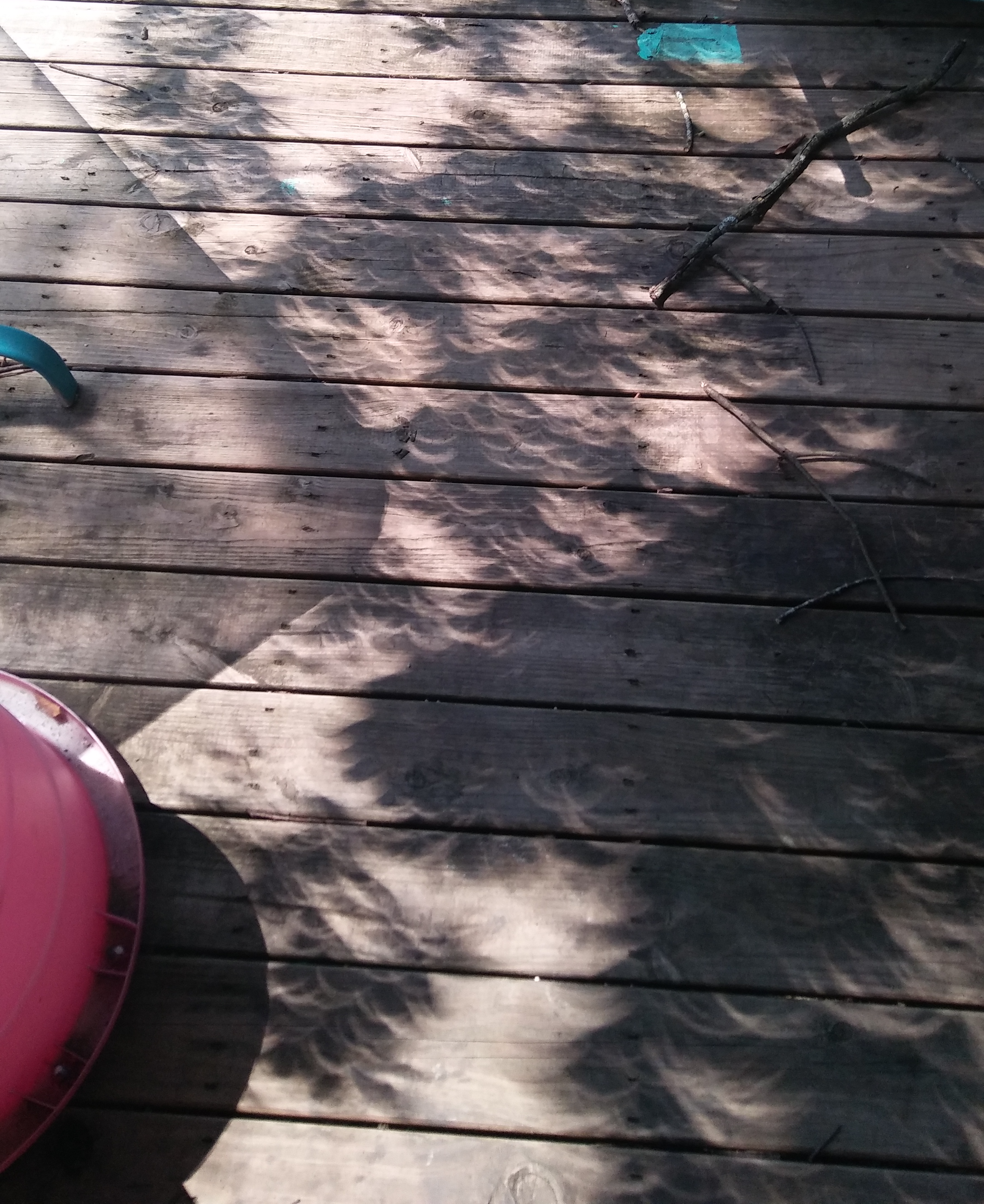 The crescent-shaped impressions of the 2017 solar eclipse filtered through a large deciduous tree onto the author's back deck in Nashville.